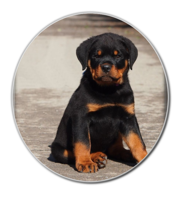 Rottweilerwelpen